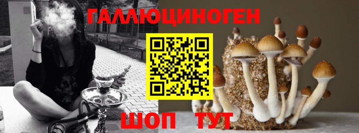 Псилоцибиновые грибы Psilocybe Лесозаводск